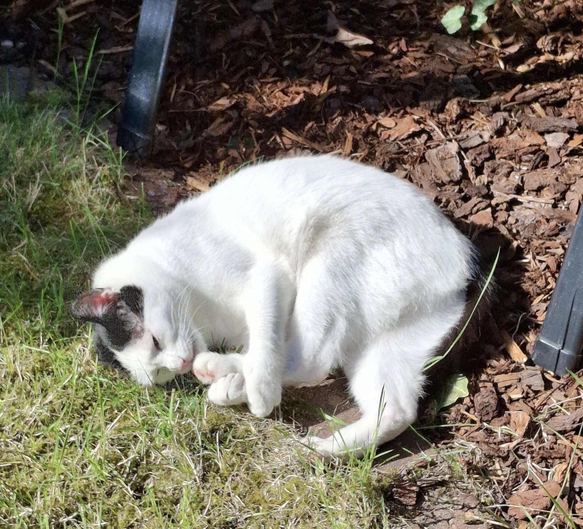 Ginger (Kiko)_20250512_094612.jpg